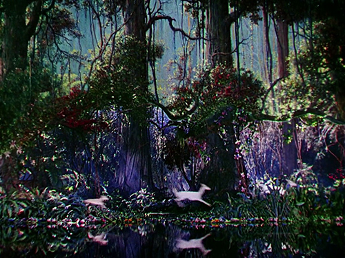 muestras | jungle | &copy; patrice de Santa Coloma