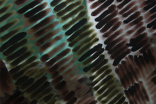 muestras | presents | &copy; patrice de Santa Coloma